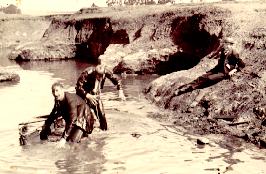 Grewcom2.jpg (16710 bytes)